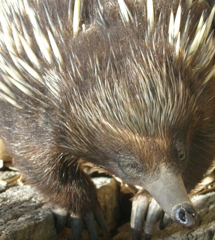 echidna