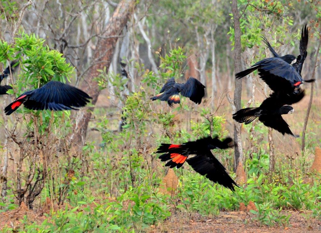 birdwatching-tour-in kakadu-national-park