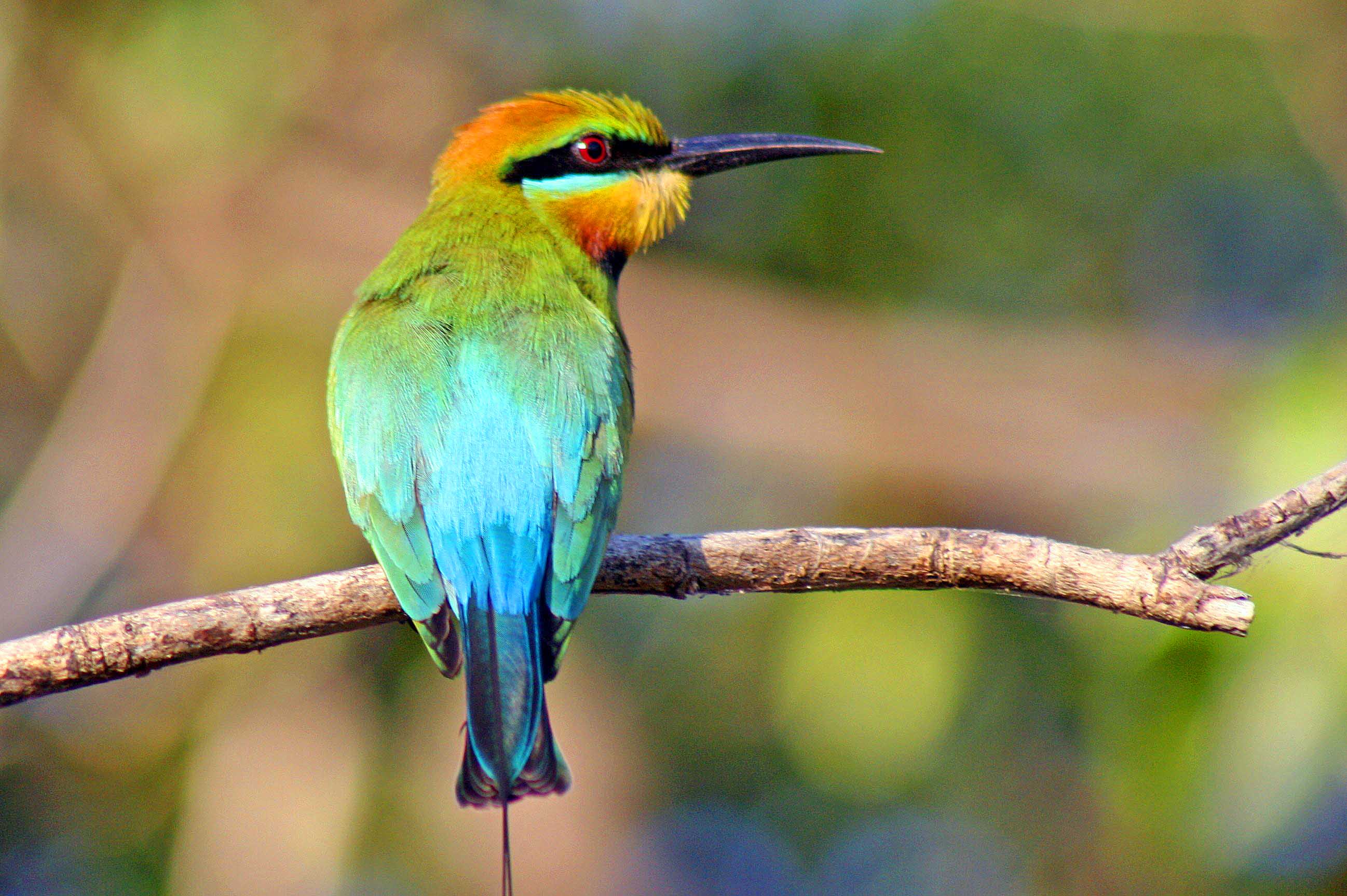 birdwatching-tour-of-kakadu-national-park-NT