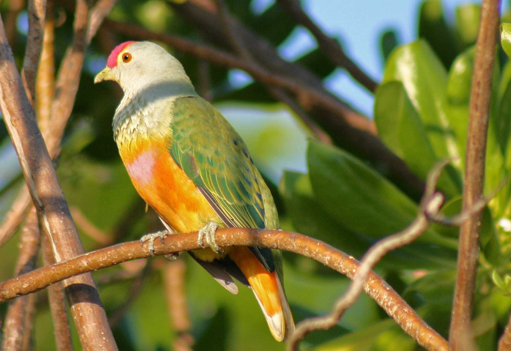 birdwatching-tour-in kakadu-national-park