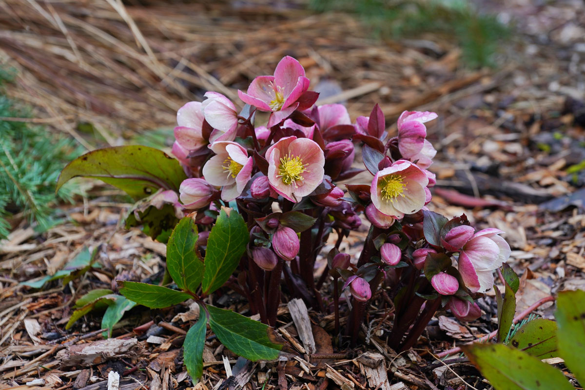 A cluster of pink hellebore flowers blooms in a garden. The petals are soft pink with prominent yellow centers. The flowers are surrounded by dark green leaves and the ground is covered with mulch and dried foliage.
